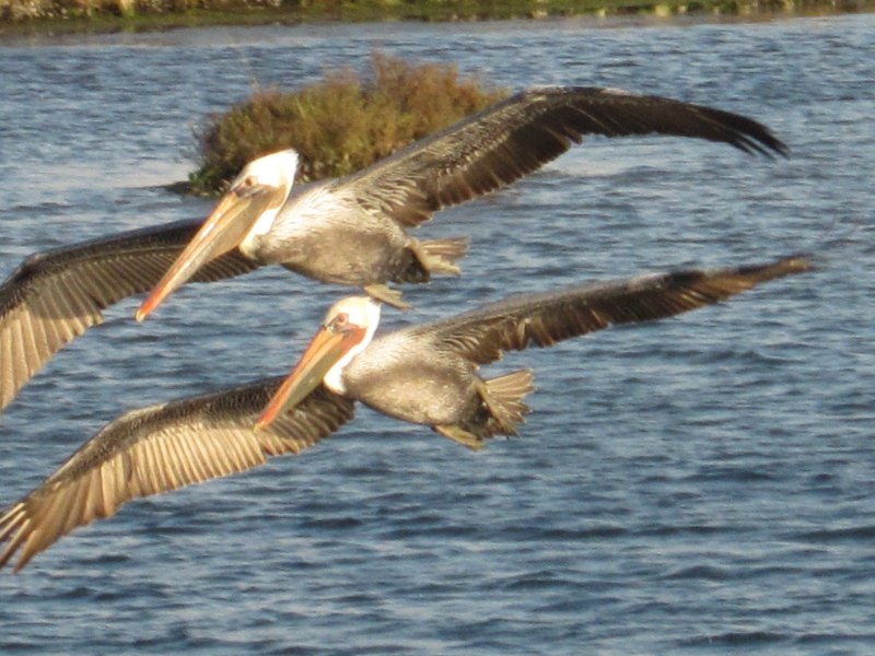 Американский бурый Пеликан Pelecanus occidentalis