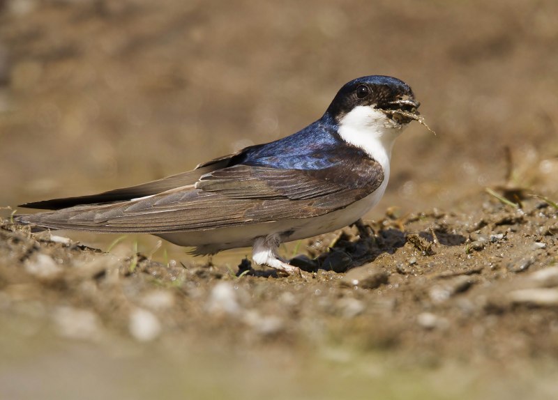 Ласточка городская (Delichon urbicum)