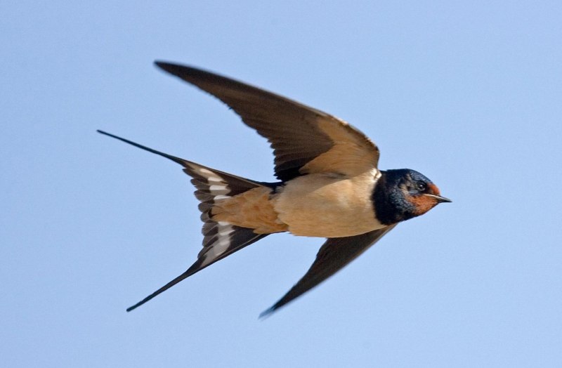 Tree swallow