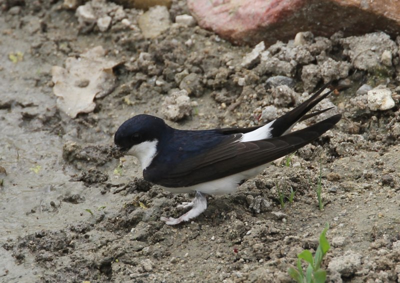 Ласточка городская (Delichon urbicum)