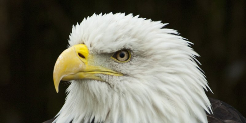 Кречет Falco rusticolus