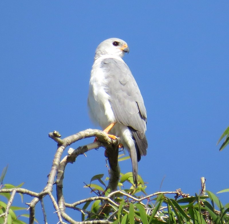 Светлый ястреб Accipiter novaehollandiae