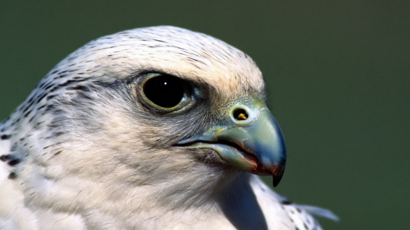 Leucistic Red tailed Hawk