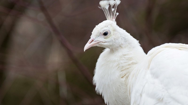 Светлый ястреб Accipiter novaehollandiae