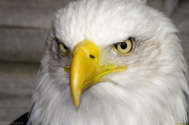 Accipiter gentilis альбинос