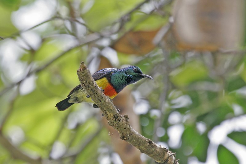 Royal Sunbird