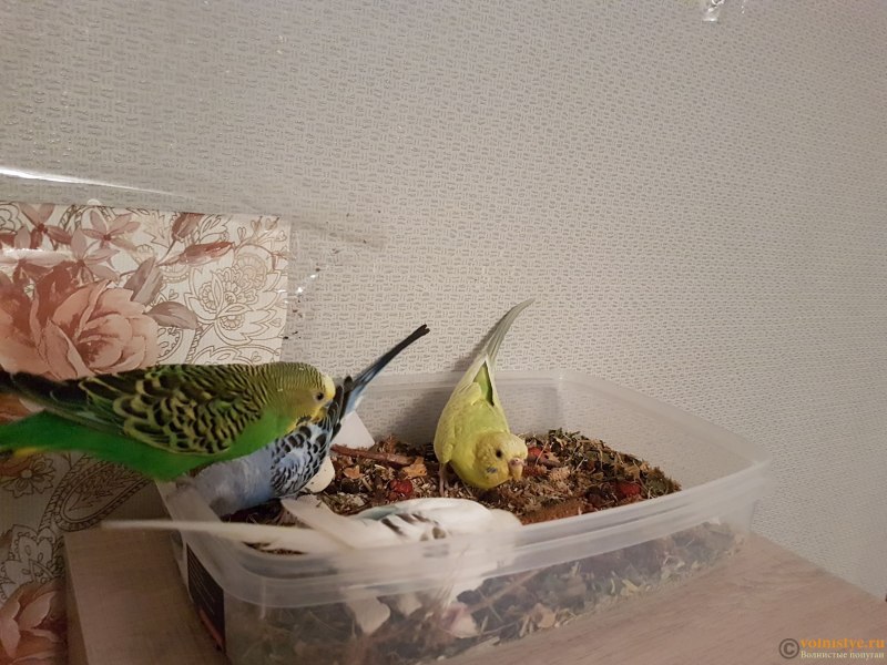 Капашилки для попугаев