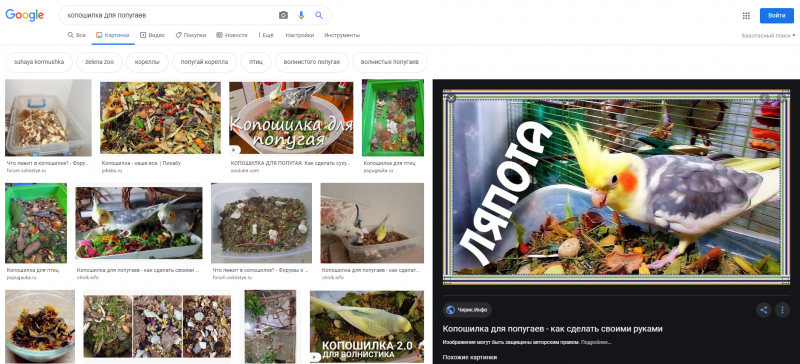 Попугаи трюки