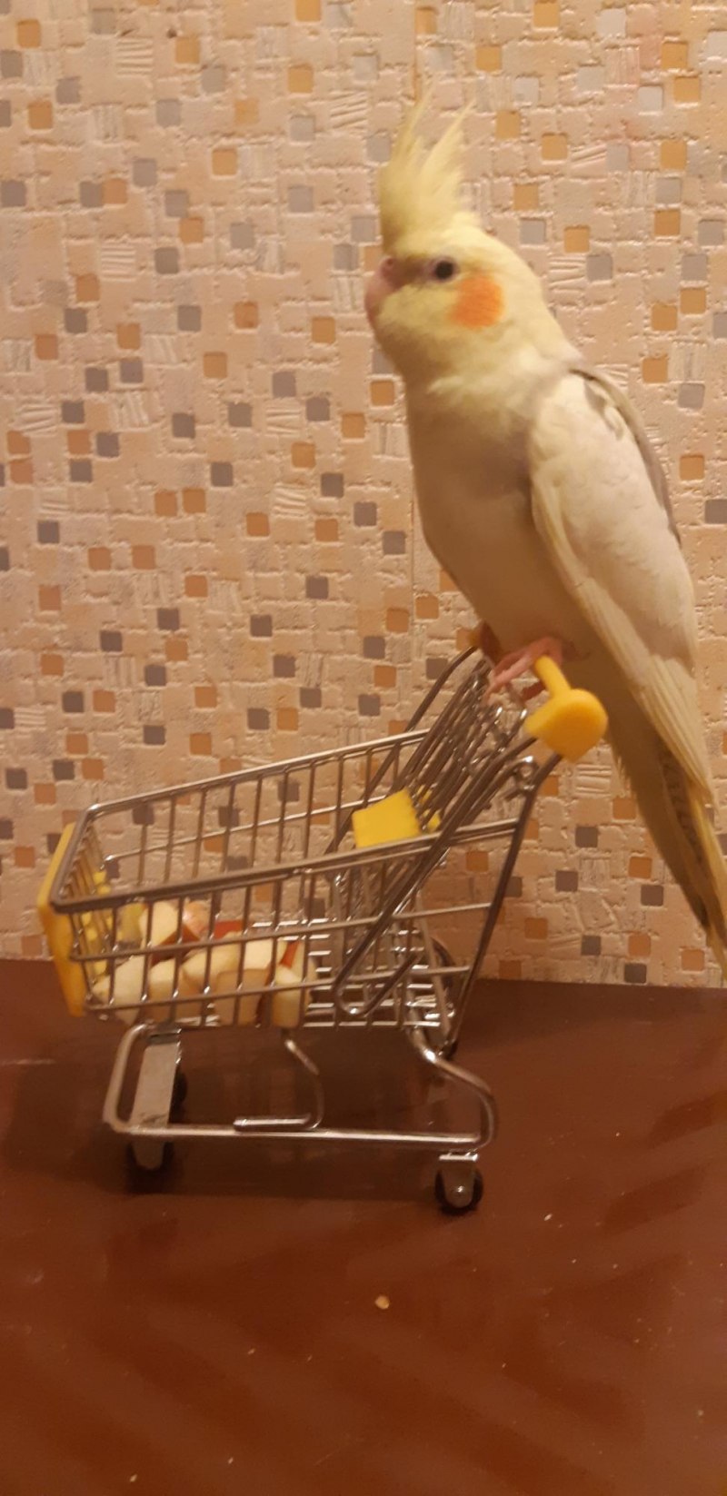 Игрушка "попугай"