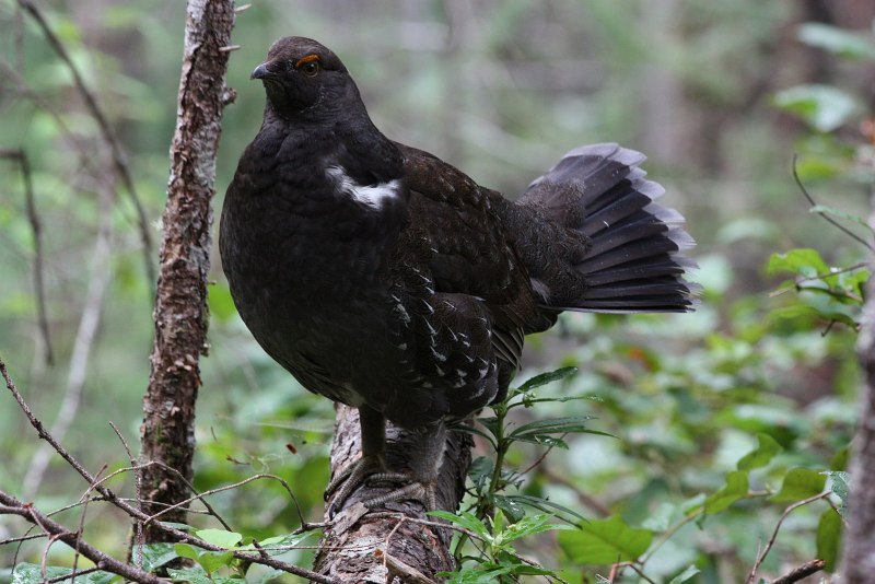 Глухарь (Tetrao urogallus)