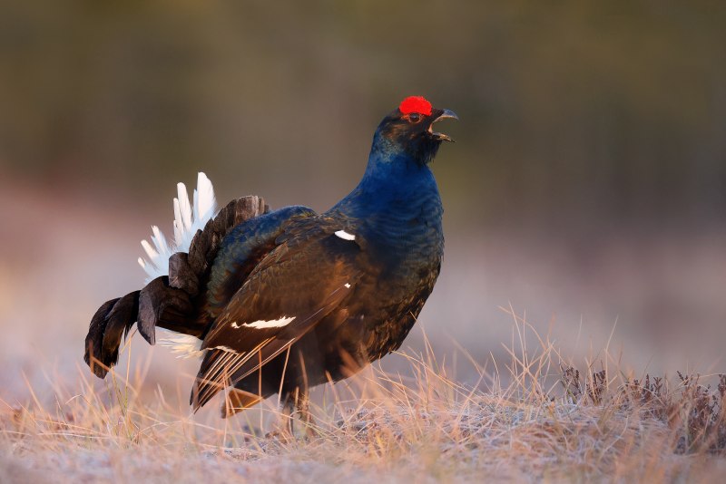 Глухарь (Tetrao urogallus)