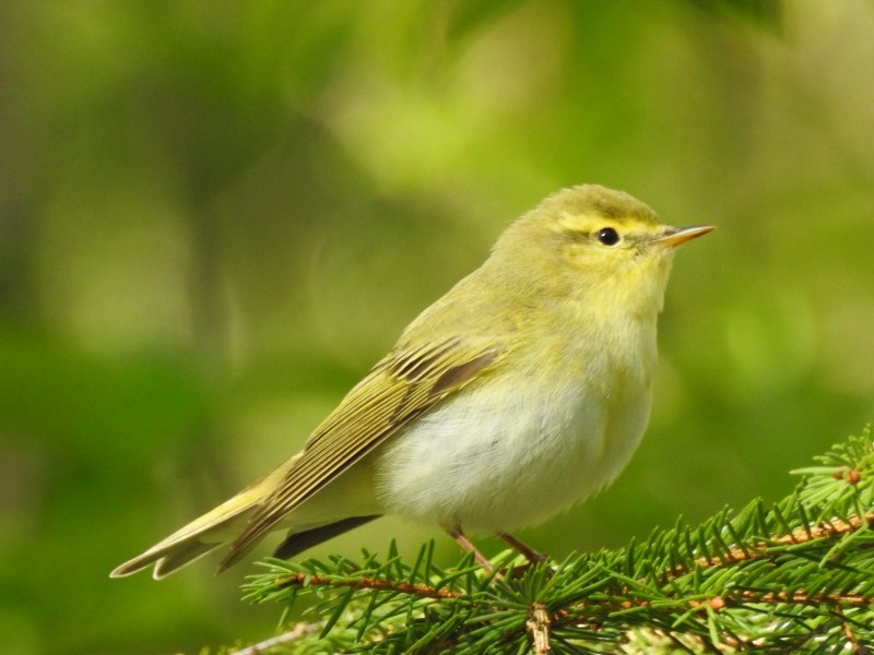Бледноногая пеночка (Phylloscopus tenellipes)
