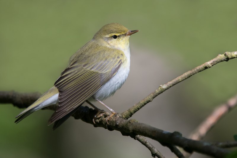 Пеночка-трещотка Phylloscopus sibilatrix