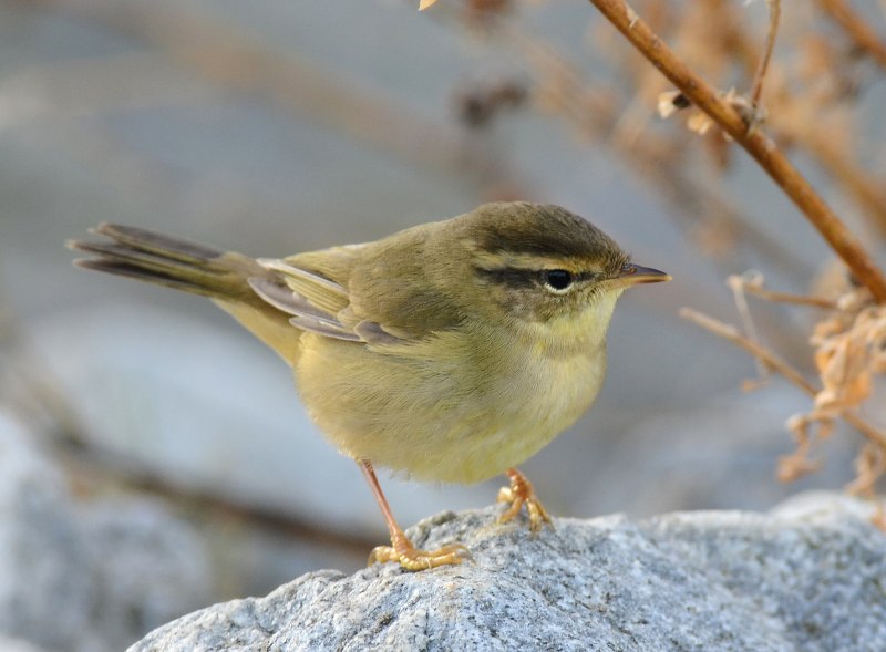 . Пеночка-Таловка – Phylloscopus Borealis