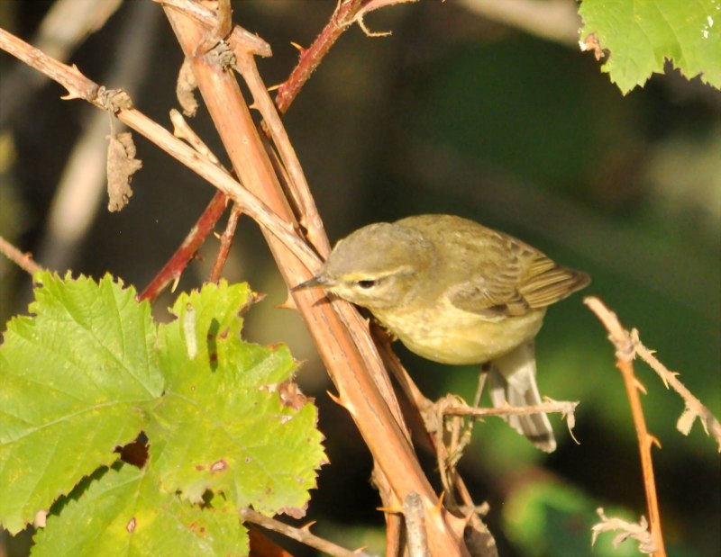 Phylloscopus collybita ест