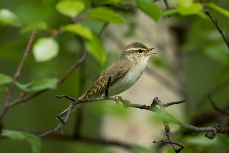 Среднеазиатская теньковка (Phylloscopus sindianus)