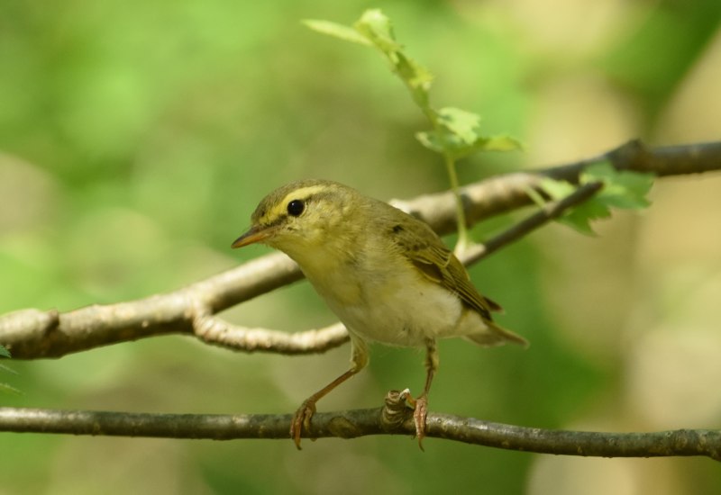 Жёлтобрюхая пеночка (Phylloscopus nitidus)