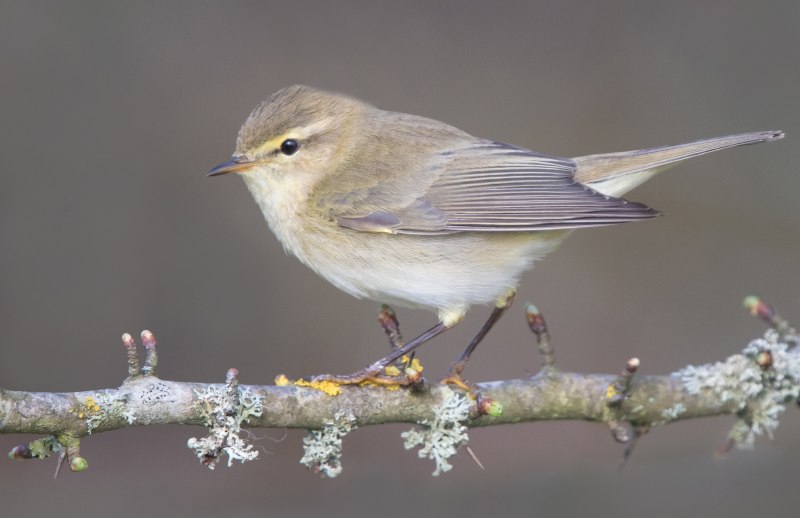 Среднеазиатская теньковка (Phylloscopus sindianus)