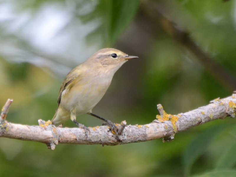 Пеночка-трещотка – Phylloscopus sibilator (Bechstein, 1793