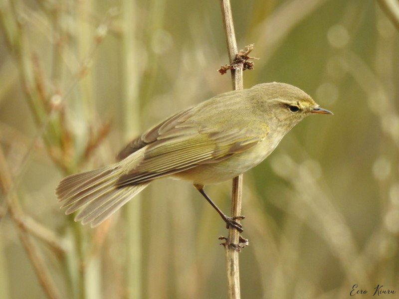 Phylloscopus sindianus