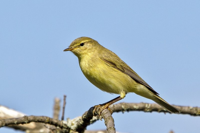 Willow Warbler