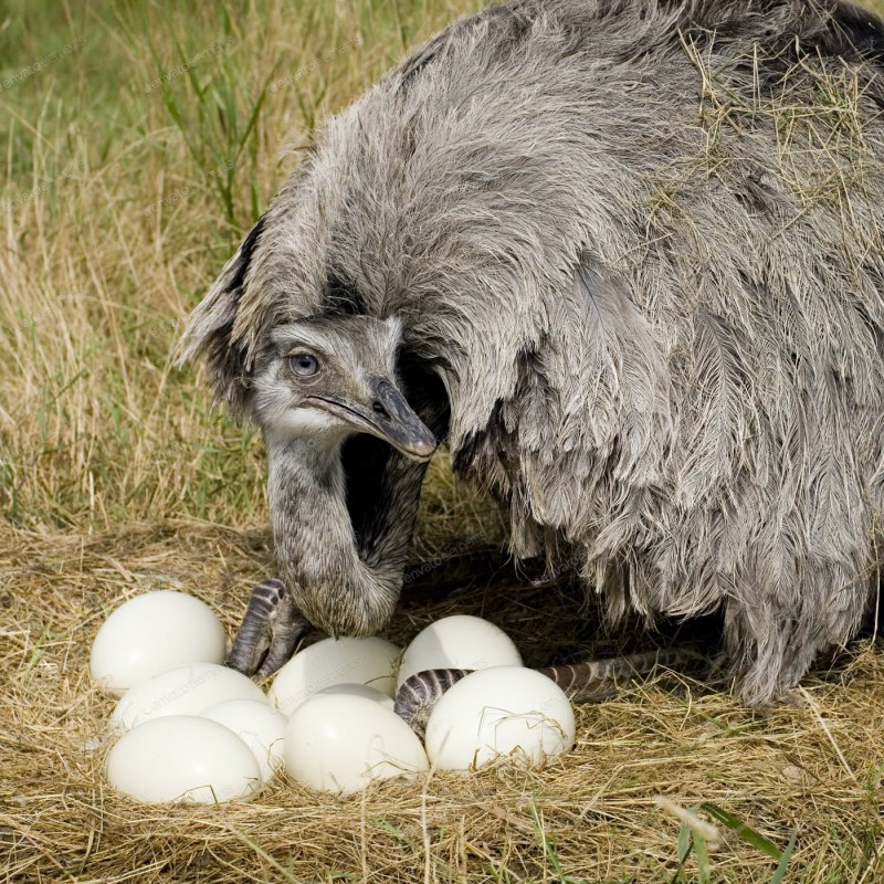 Baby Ostrich