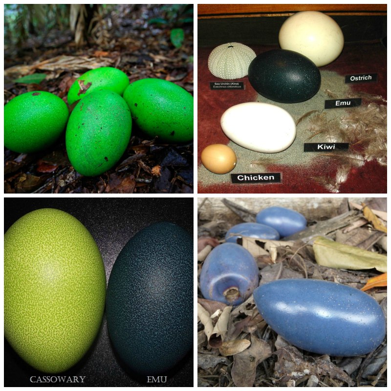 Яйцо Cassowary яйцо