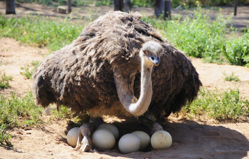 Baby Ostrich