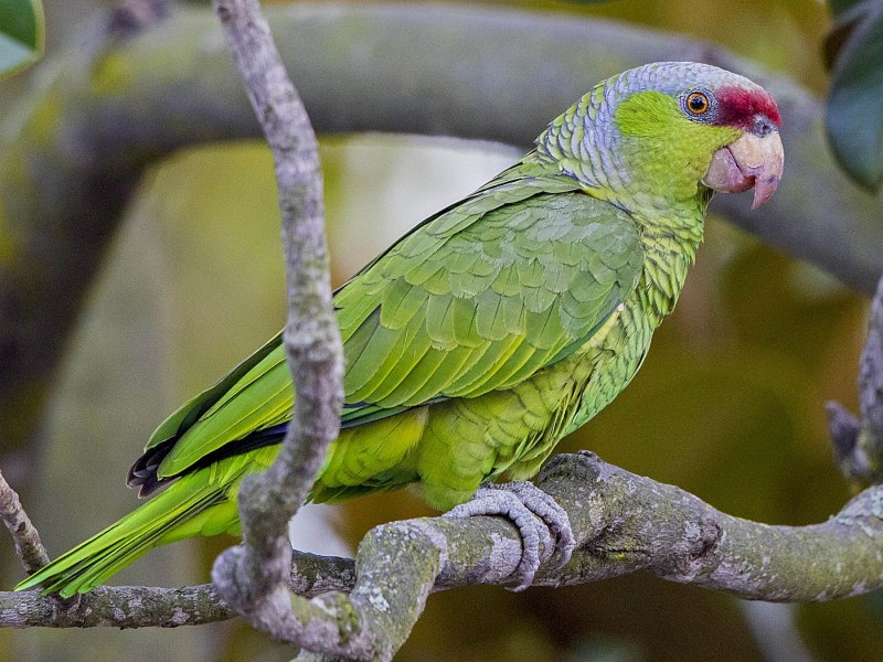 Alphabet pictures Parrots
