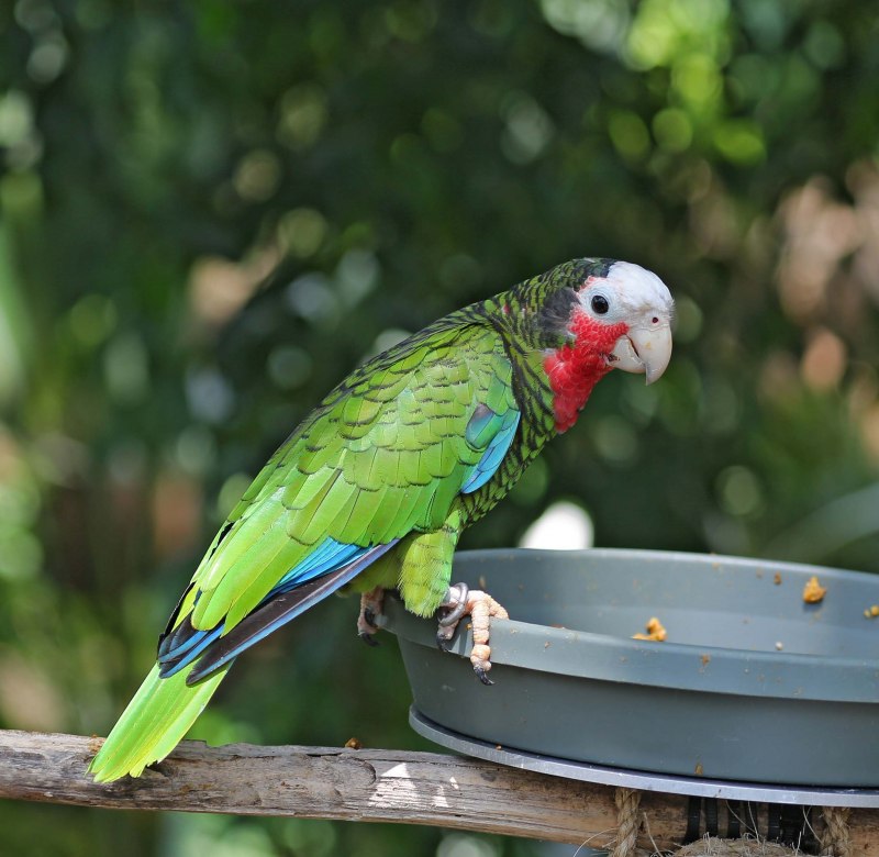 Кубинский амазон попугай (53 фото)
