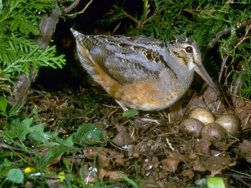 Кулик вальдшнеп, Лесной Кулик (Scolopax rusticola)