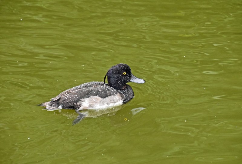 Aythya fuligula