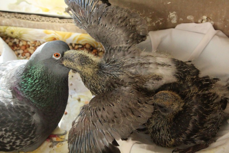 Короткоклювый Турман
