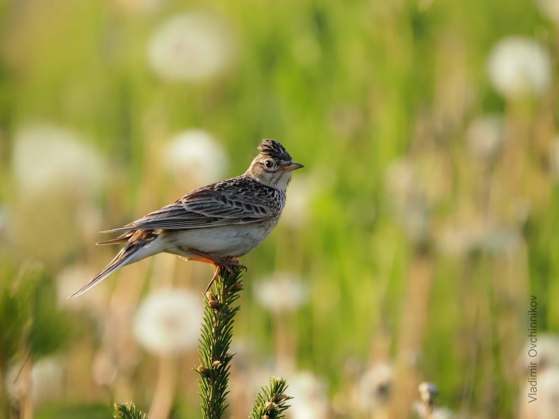Skylark Bird