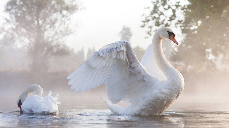 Лебедь взлетает с воды