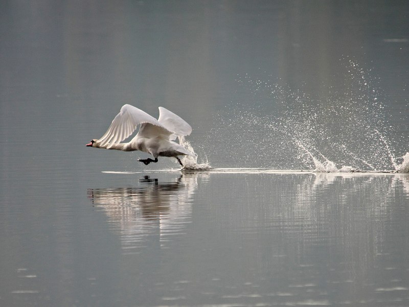 Журавль в воде