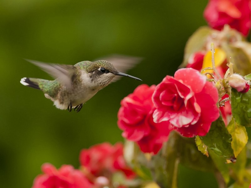 Цвет колибри (59 фото)