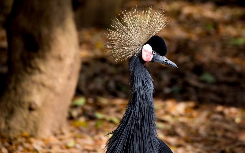 Grey crowned Crane