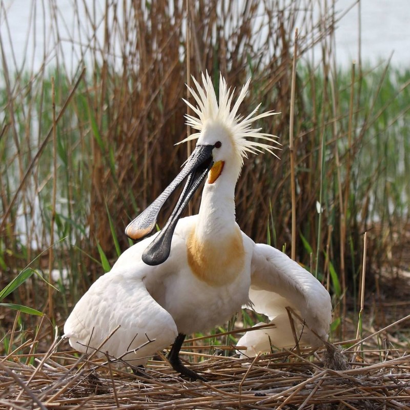 Egretta Thula