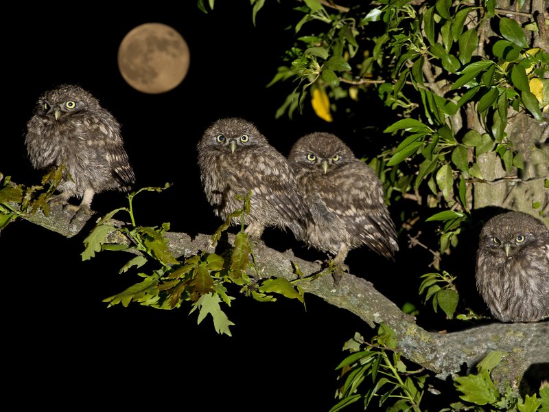 Glaucidium passerinum