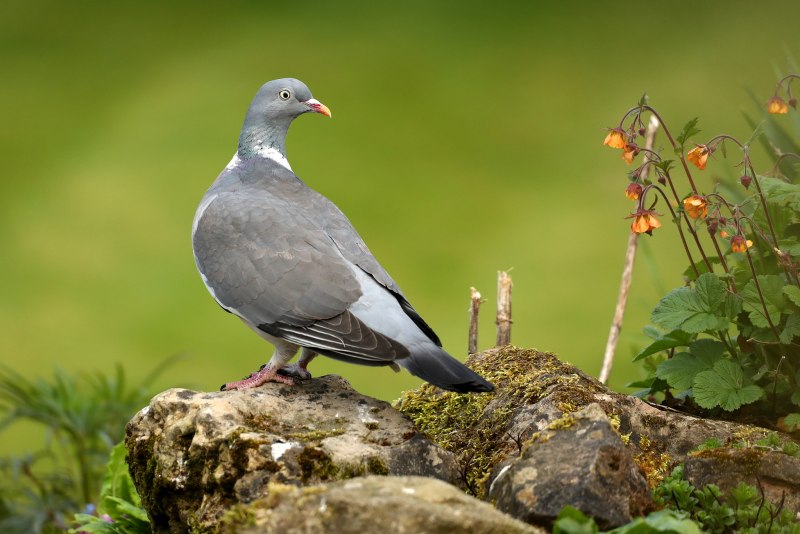 Вяхирь (Columba palumbus)