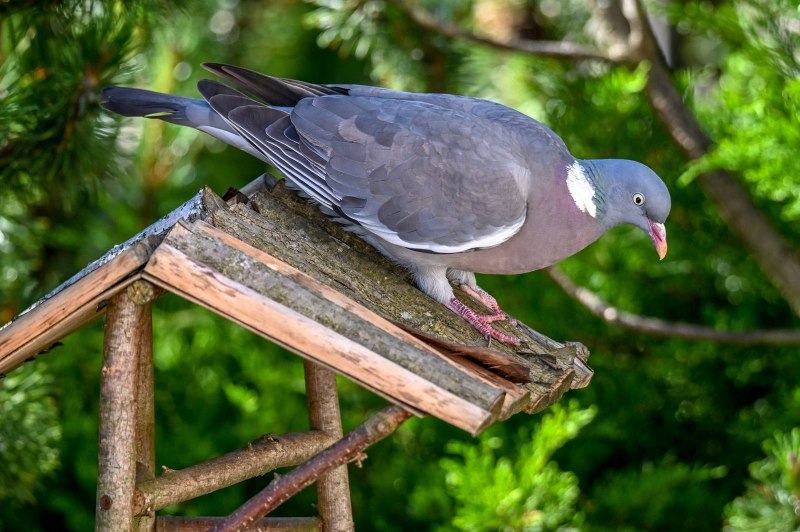 Вяхирь (Columba palumbus l.)