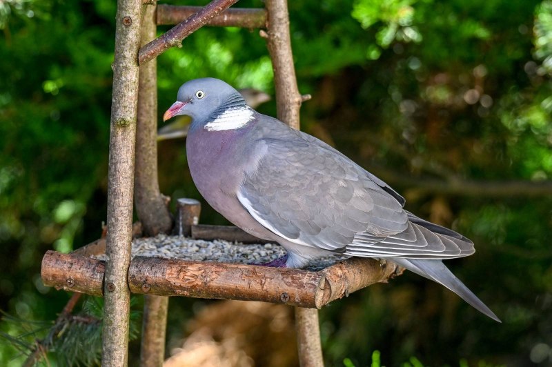 Вяхирь (Columba palumbus)