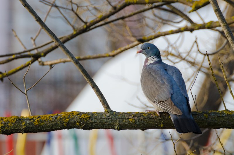 Wood Pigeons Fly