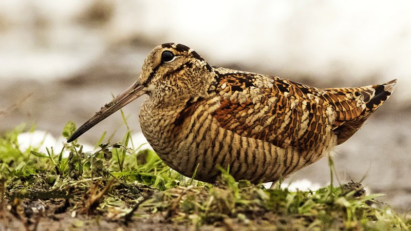 Gallinago stenura