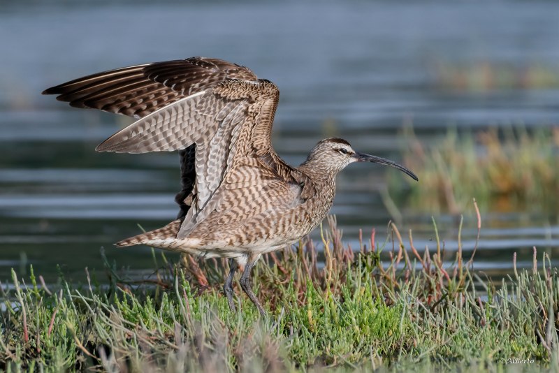 Кроншнеп средний – Numenius phaeopus