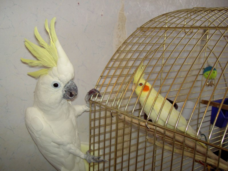 Какаду и корелла