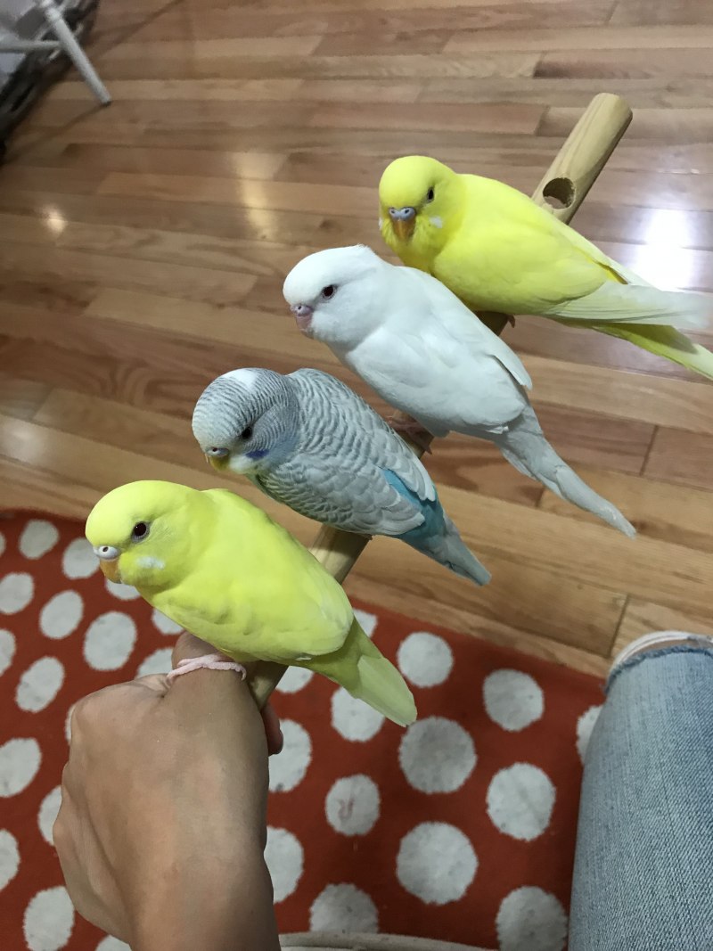 Попугай домашний