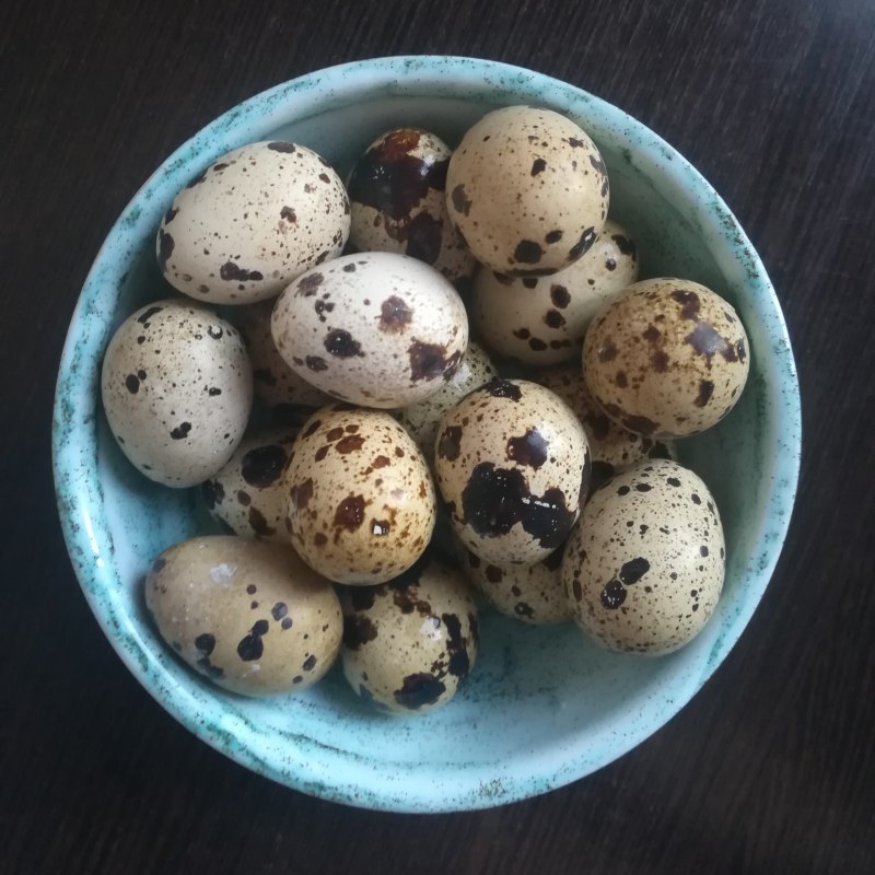 Перепелки домашние