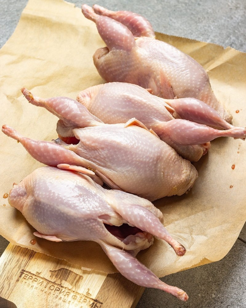 Перепелка с яйцами